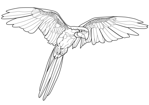 Flying Macaw Coloring Page